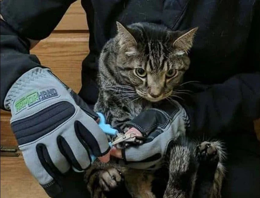 Scratch Protection Leather Gloves